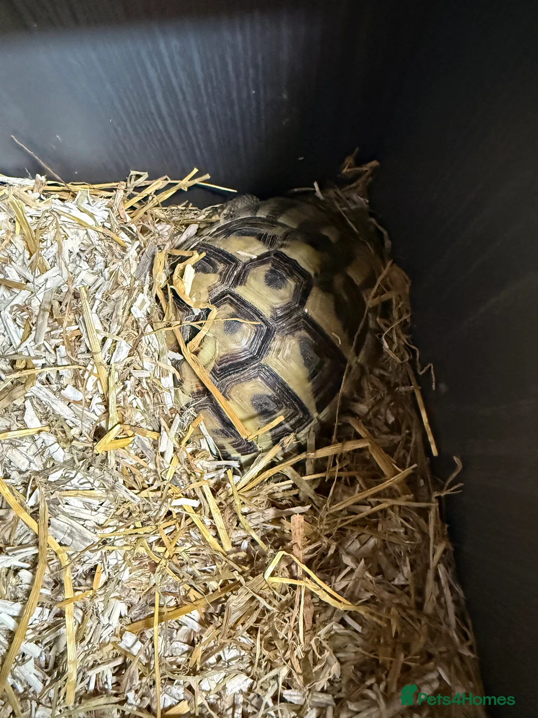 Hermann Tortoise reptiles for sale: Herman Tortoise - Advert 6