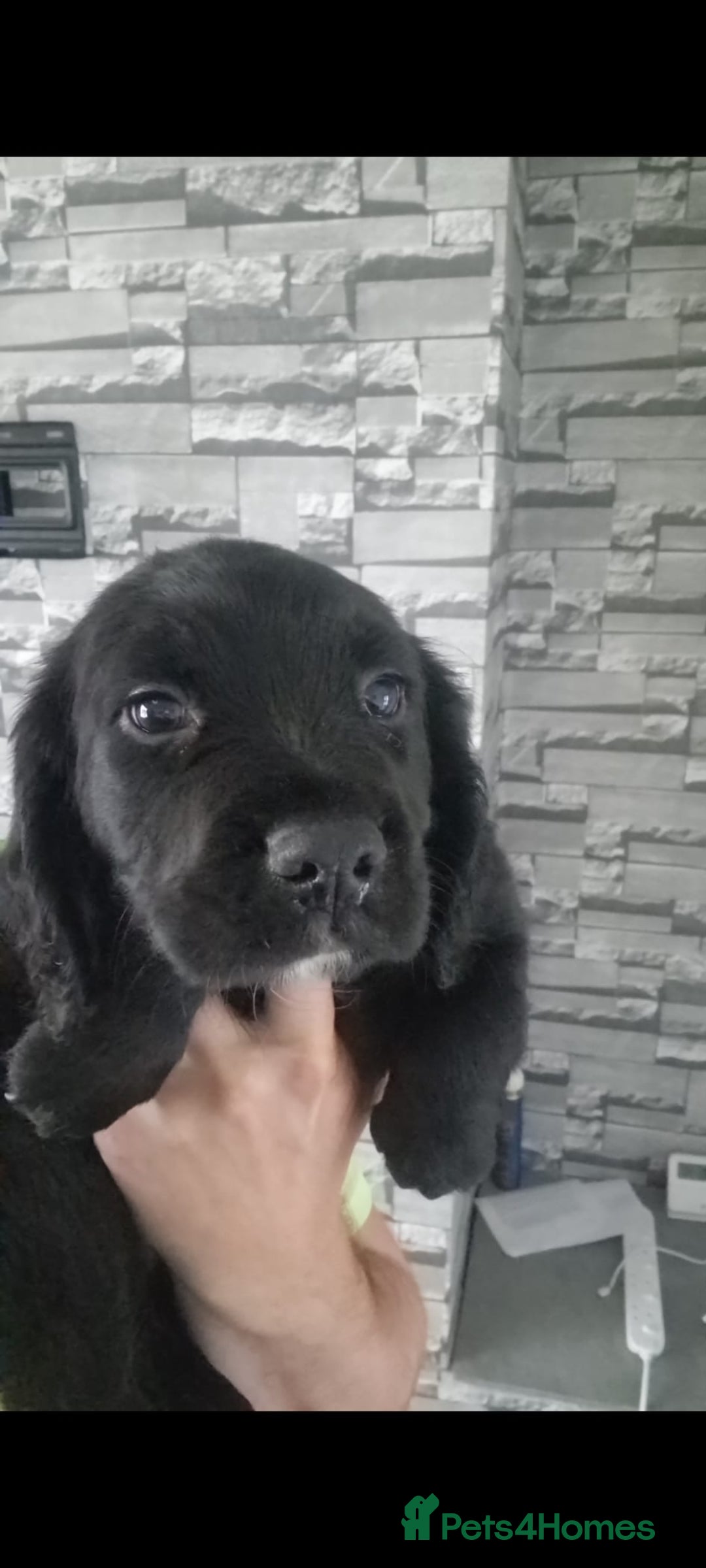 Sprocker dogs for sale: F1 SPROCKER SPANIELS ( 1 BOY LEFT )  - Advert 14