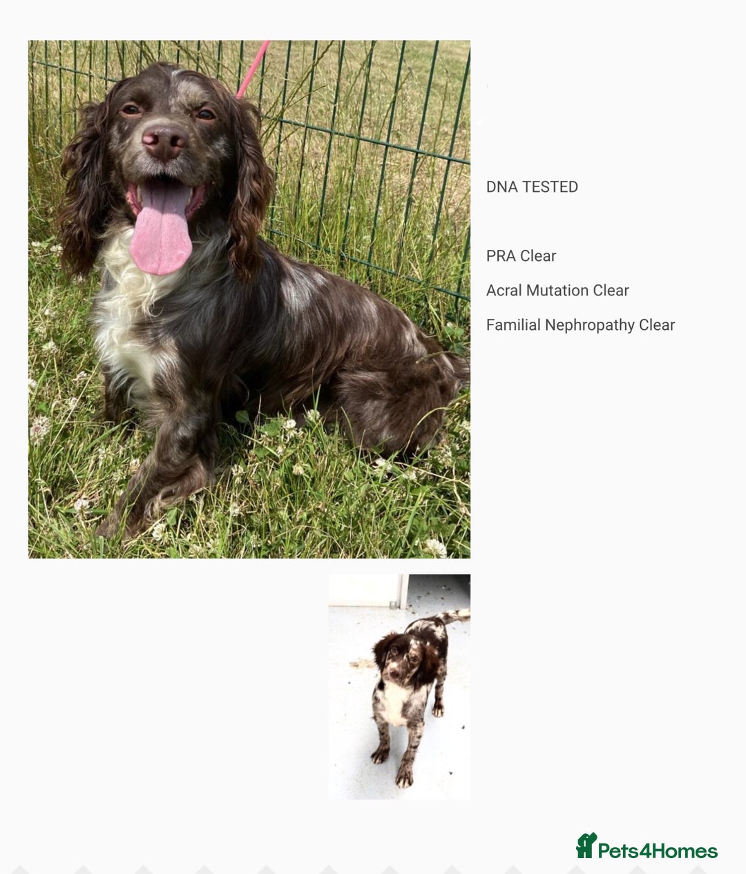 Cocker Spaniel dogs for sale: Stunning working Cocker spaniel puppies 🐾 - Image 12