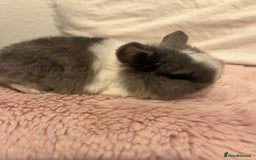 Mini Lop rabbits for sale: Mini lop rabbits - Image 10