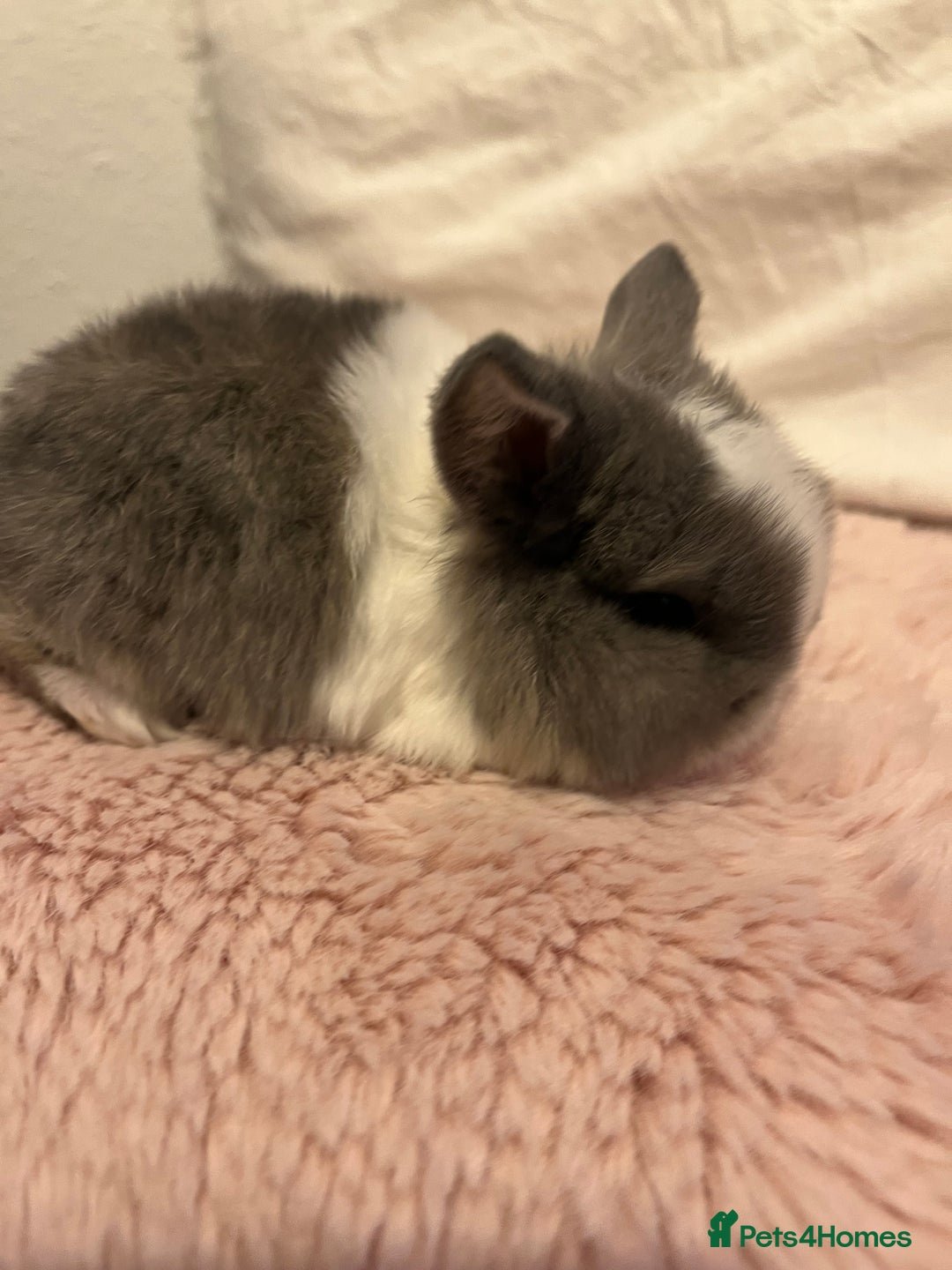 Mini Lop rabbits for sale: Mini lop rabbits - Image 10