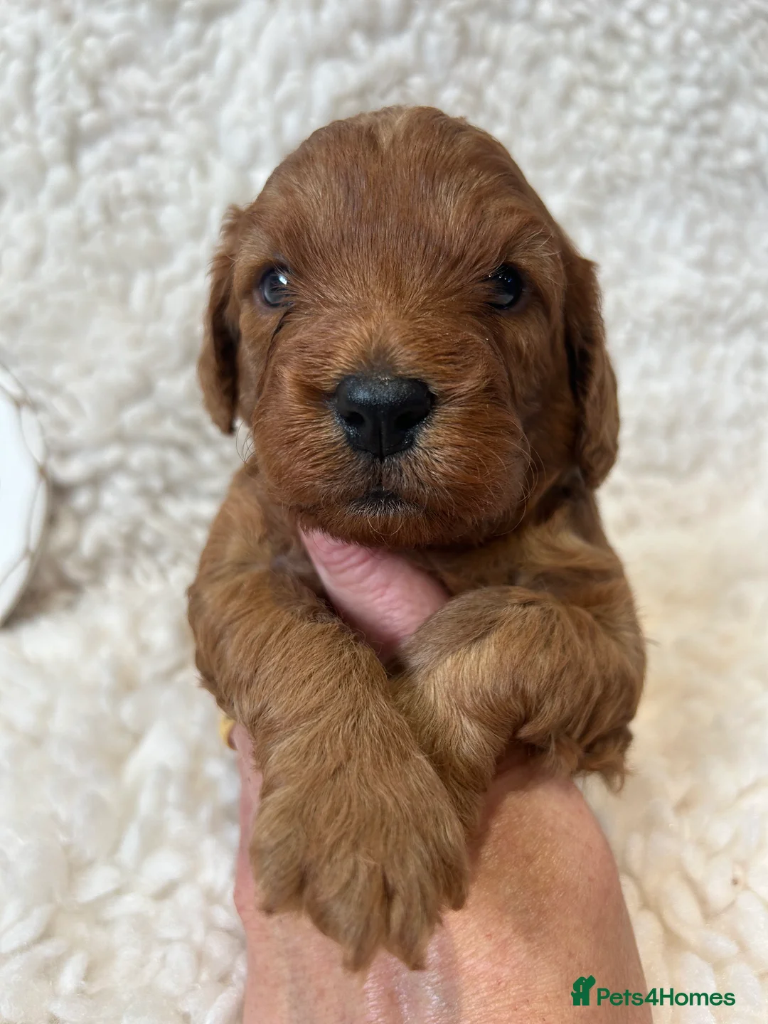 Cavalier King Charles Spaniel dogs for stud: 🌹KC REGISTERED HEALTH TESTED RUBY CKC FOR STUD in Sheerness - Advert 9