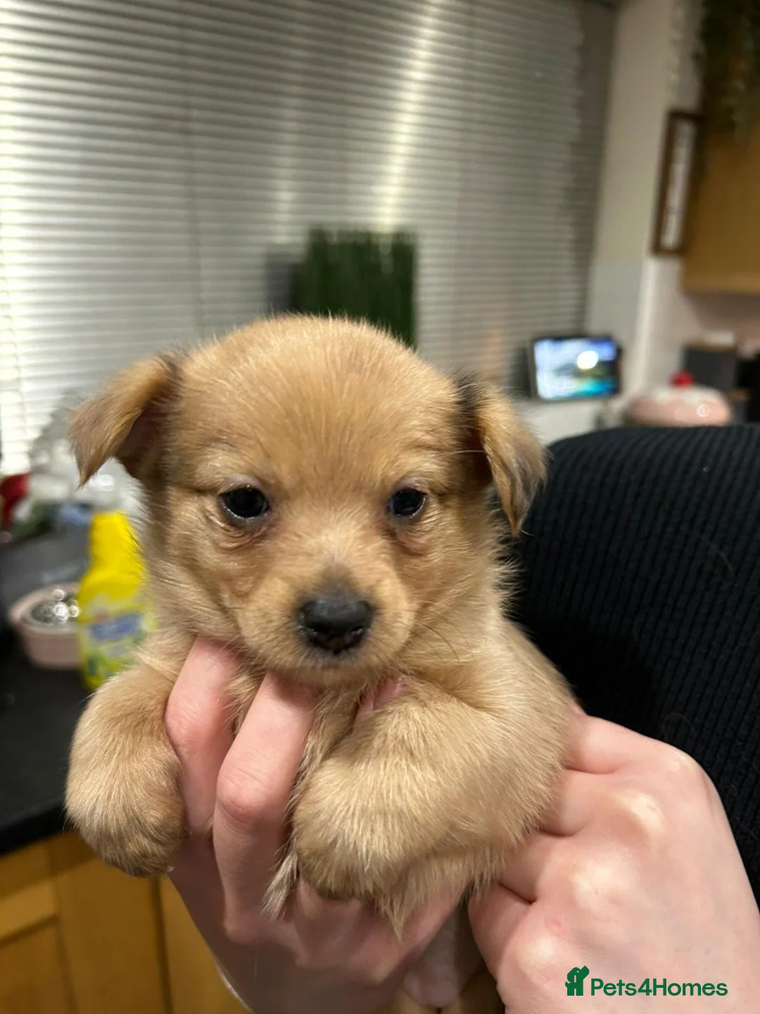 Mixed Breed dogs for sale: Adorable Miniature Dachshund Puppies - Advert 8