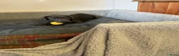 Labrador Retriever dogs for sale: Labrador  in Doncaster - Advert 3