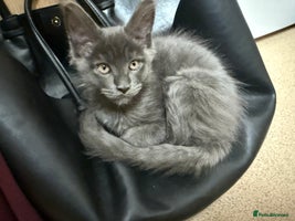 Maine Coon cats - Advert 11