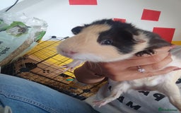 Guinea Pig rodents for sale: 2 Male Guinea Pigs - Have to go together  - Image 16