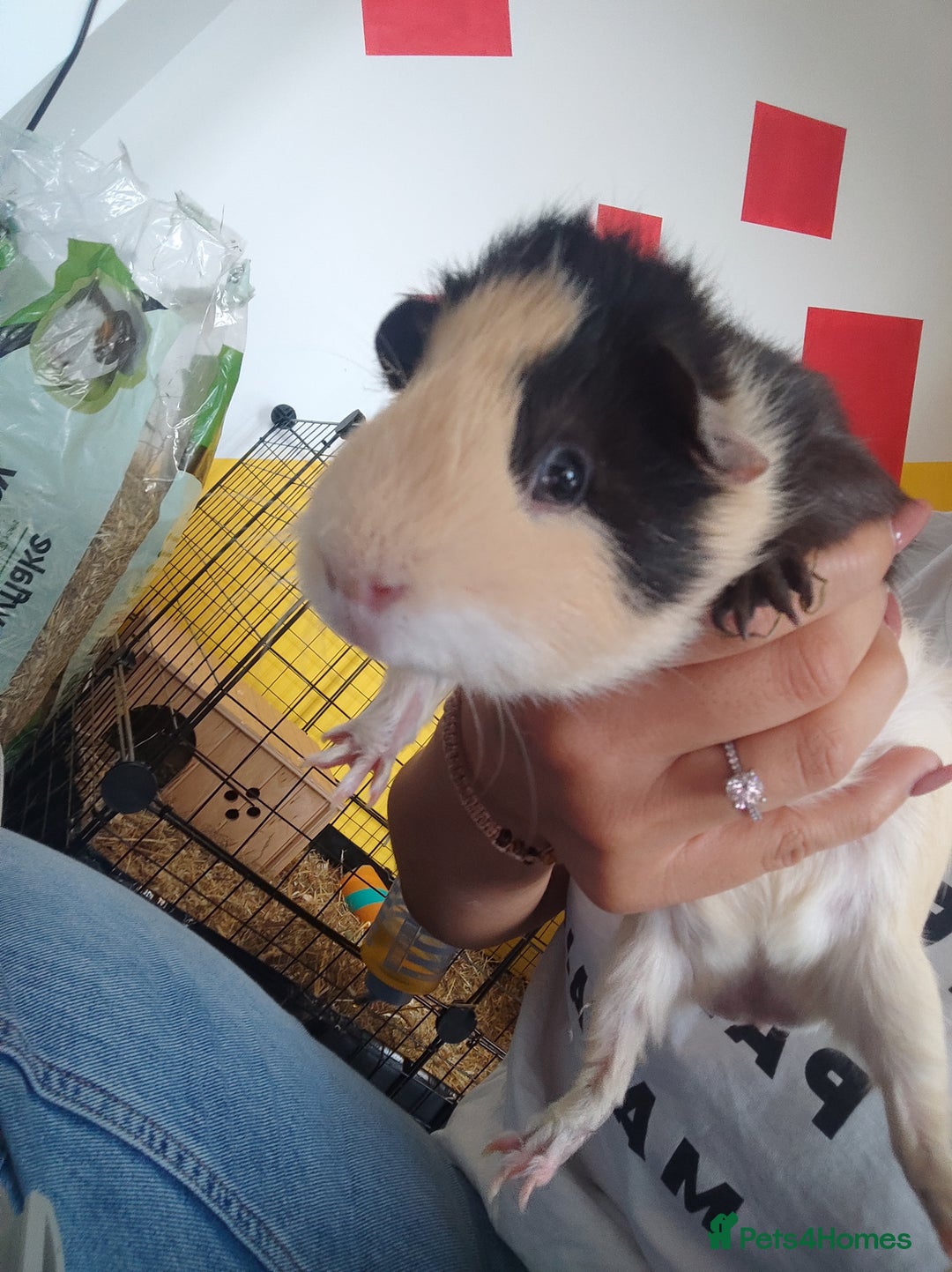 Guinea Pig rodents for sale: 2 Male Guinea Pigs - Have to go together  - Image 16