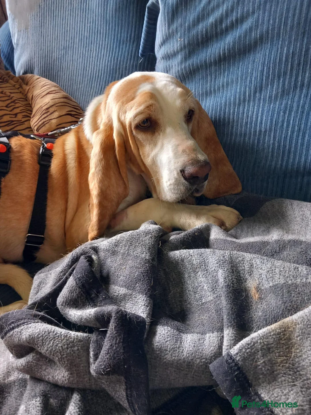 Mixed Breed dogs for adoption: Lovely timid Sabueso Hound for adoption - Advert 7