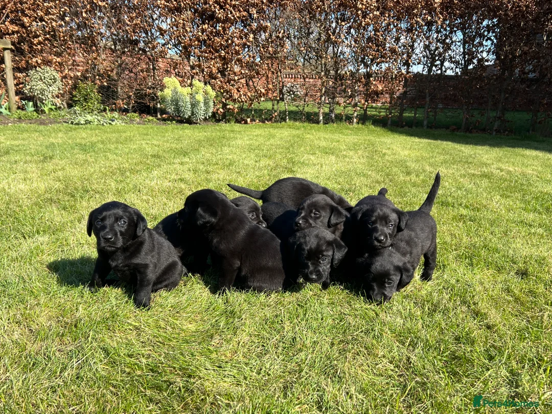 Labrador Retriever dogs for sale: KC registered Labrador Retrievers - Advert 1