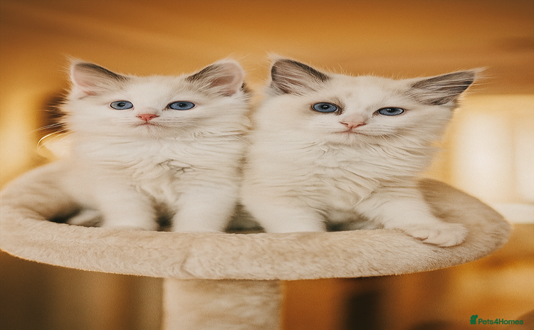 Ragdoll cats - Advert 4