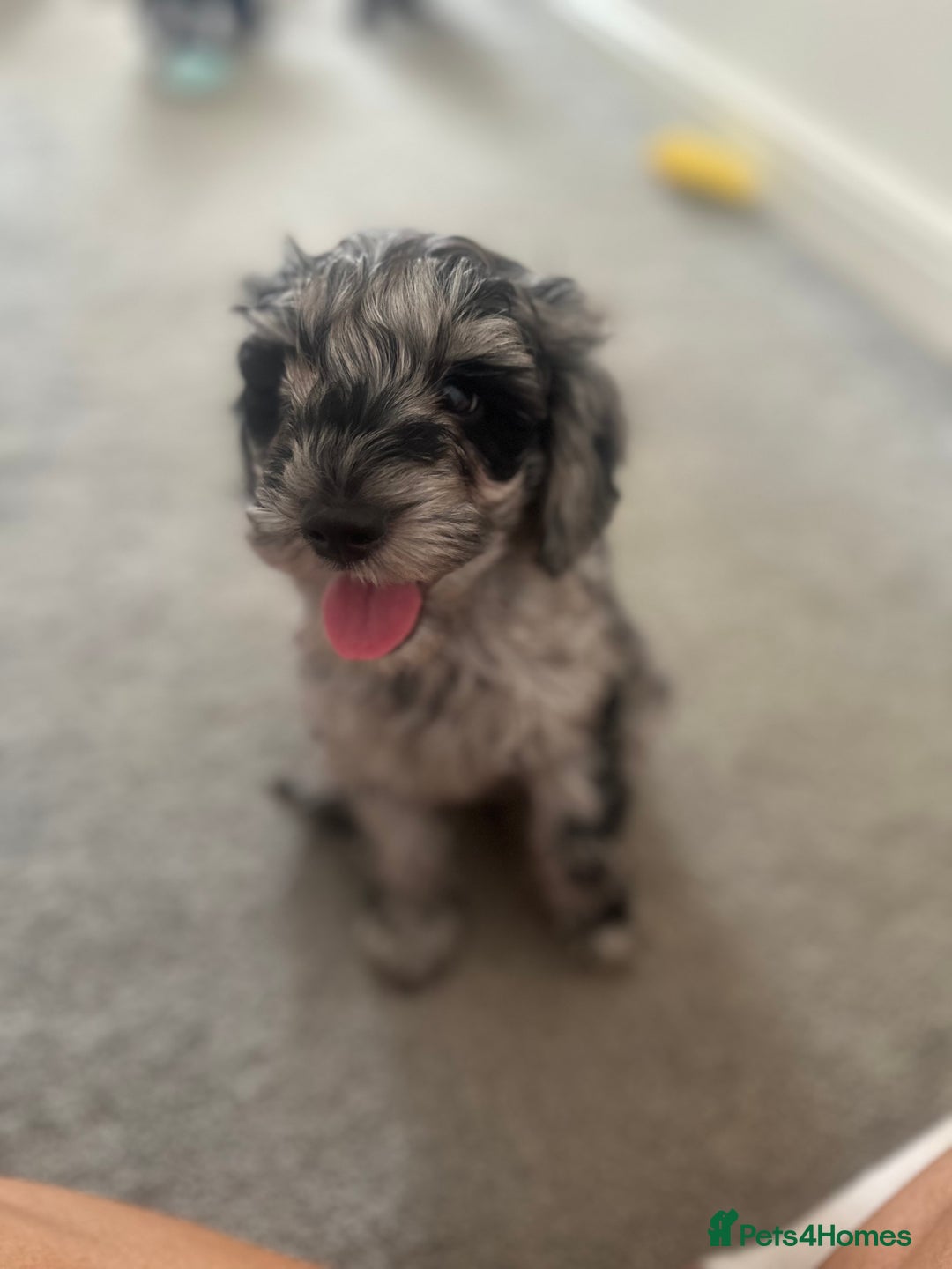 Cockapoo dogs for sale: Adorable toy cockapoo pups 🐶🤍 ready to leave 🏡 in Tranent - Image 1