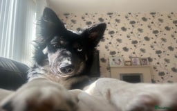 Mixed Breed dogs for sale: Bella border collie husky - Image 5