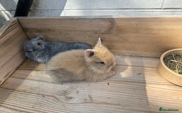 Lionhead rabbits for sale: Lion head baby bunnies  - Image 2