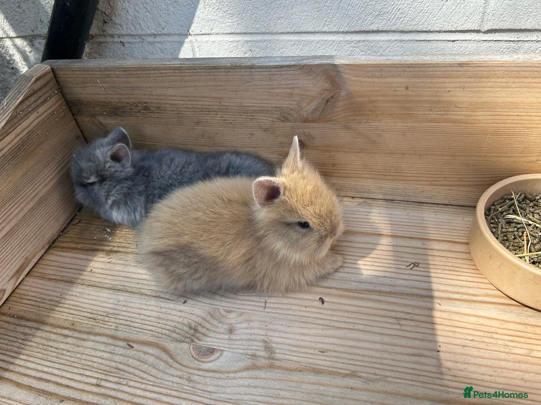 Lionhead rabbits for sale: Lion head baby bunnies  - Image 2