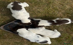 English Springer Spaniel dogs for sale: Pretty puppies with working parents ready now - Image 7