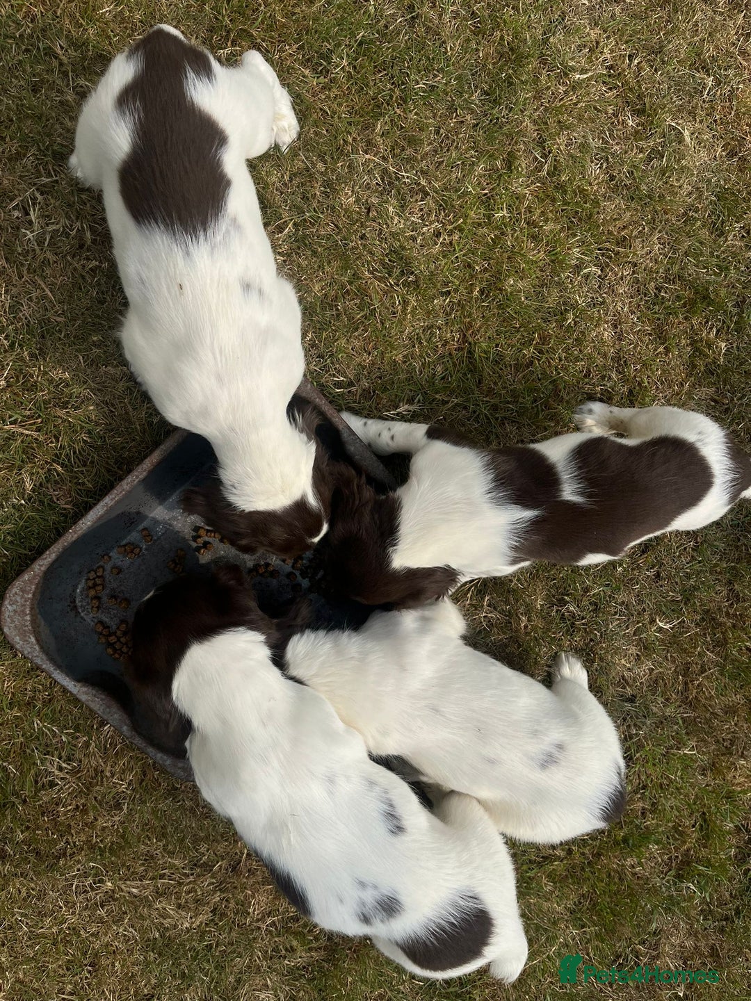 English Springer Spaniel dogs for sale: Pretty puppies with working parents ready now - Image 7