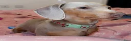 Miniature Dachshund dogs for sale: Rehoming miniature dachshund female  - Advert 5