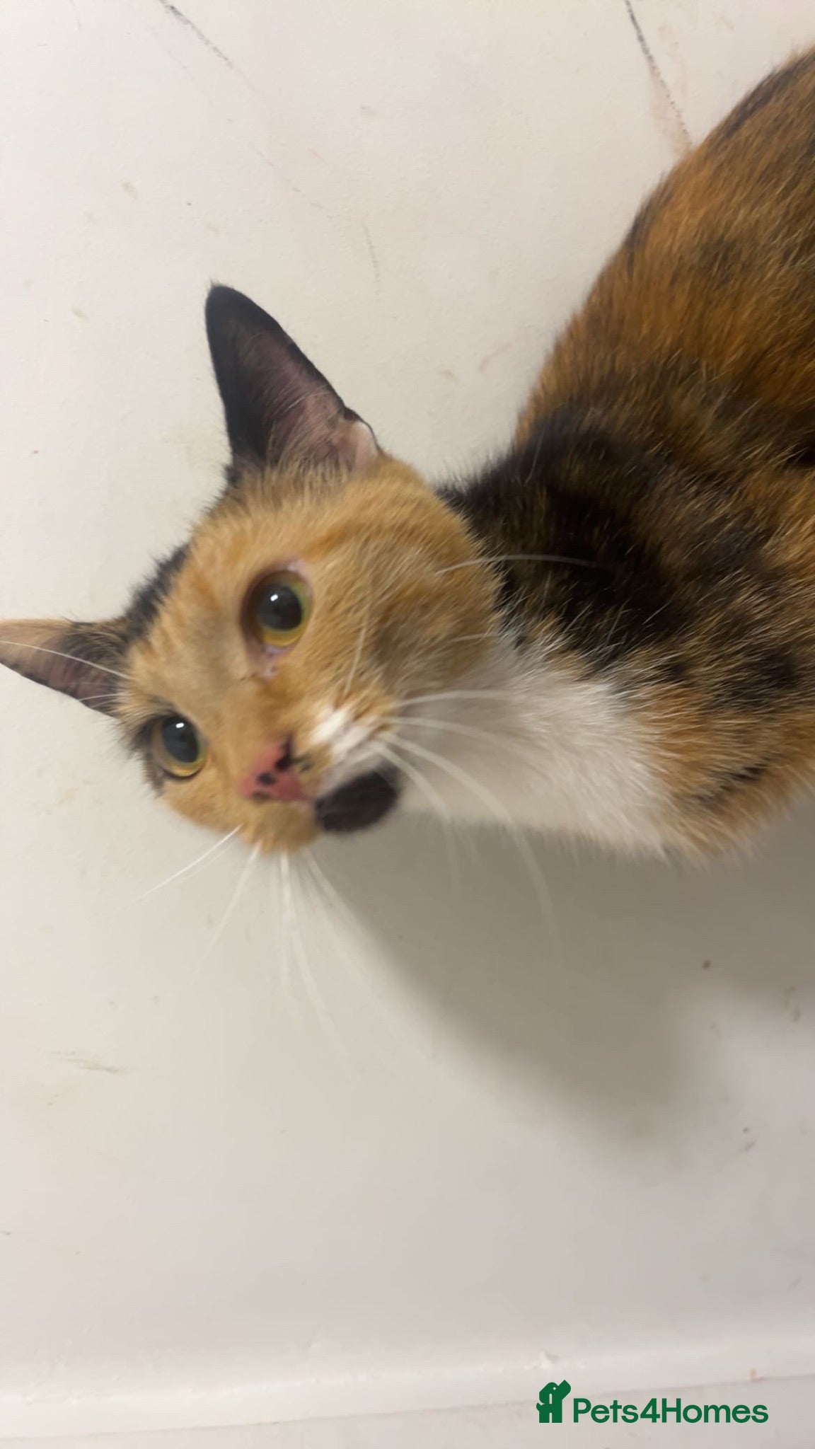Mixed Breed cats 1 year old calico cat  - Advert 1