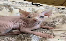 Sphynx cats for sale: 4 Sphynx Kittens ready soon! - Image 7