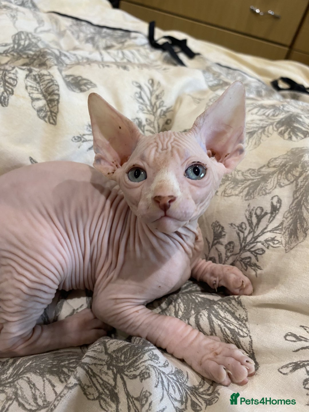 Sphynx cats for sale: 4 Sphynx Kittens ready soon! - Image 7