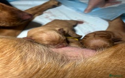 Labrador Retriever dogs for sale: 🐾 KC Registered Fox Red Lab Puppies 🐾 - Image 31