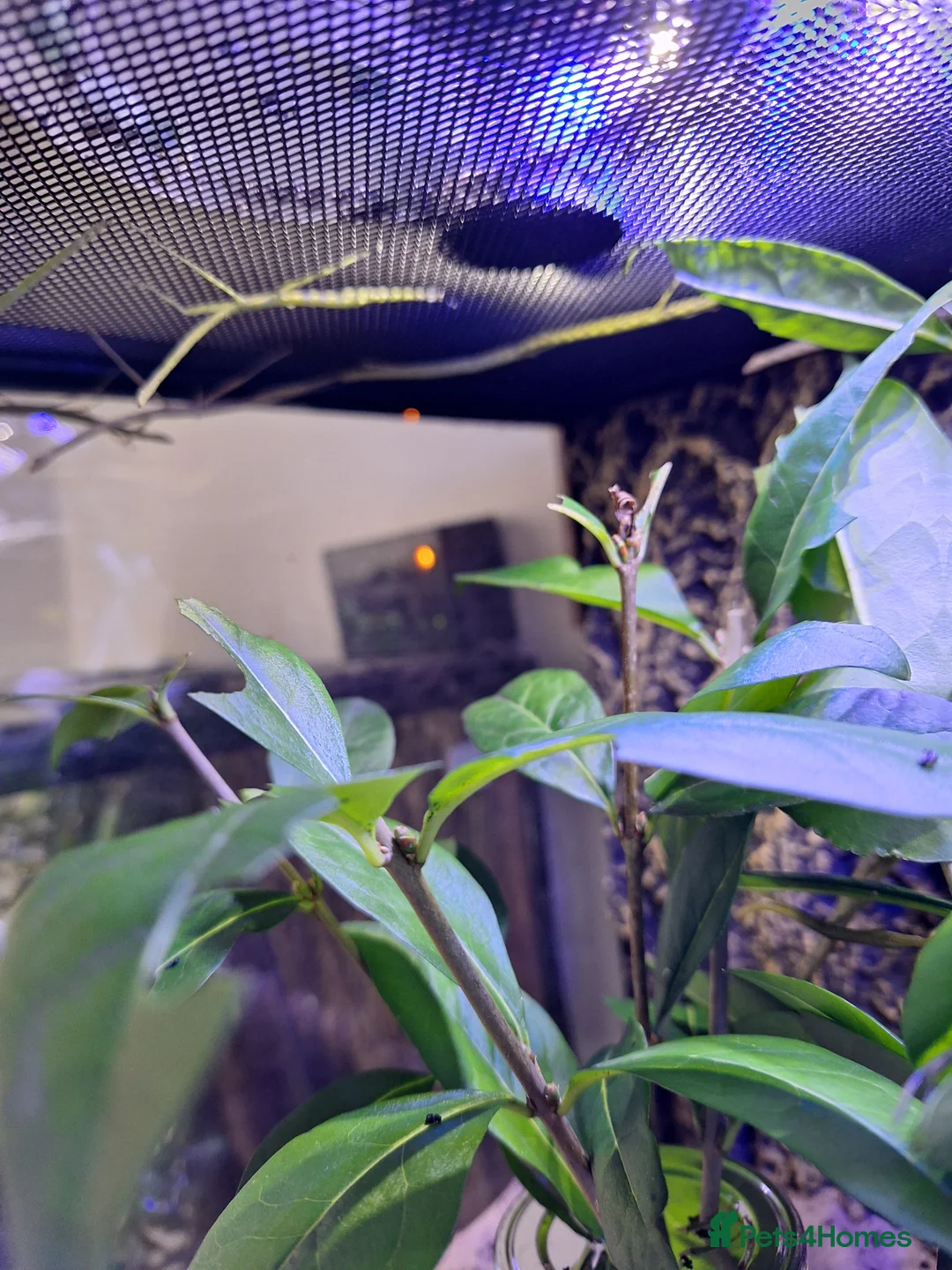 Stick Insects invertebrates for sale: Indian Stick insects  - Advert 2