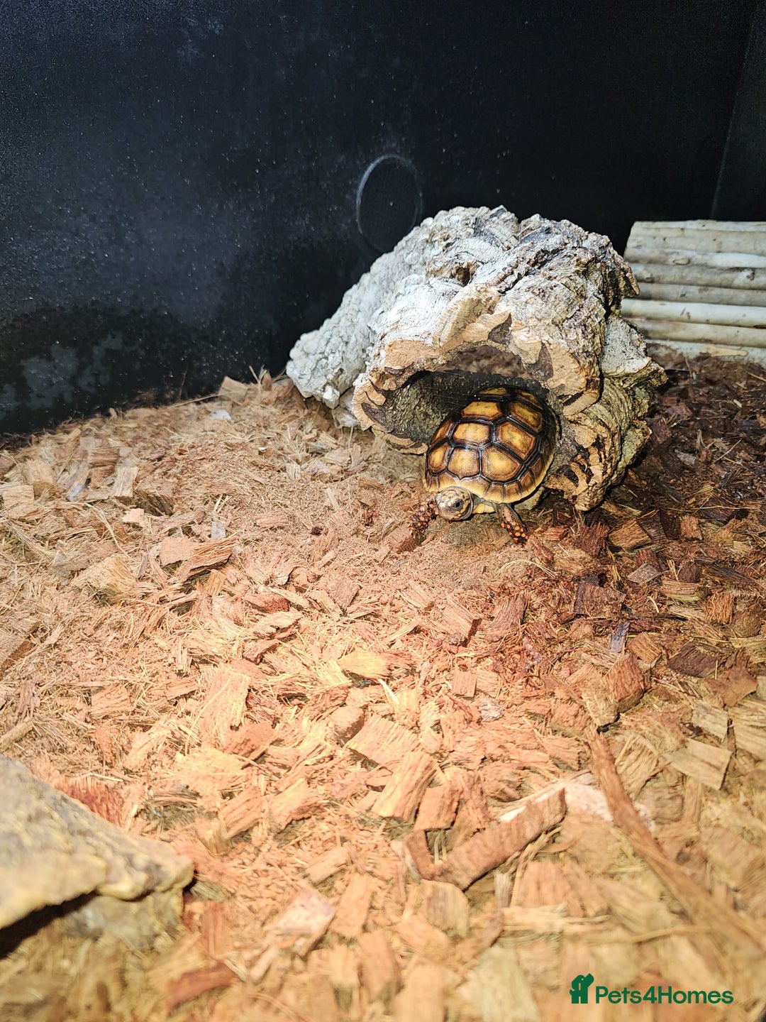 Tortoise reptiles for sale: Red Footed Tortoise for sale to a good home - Advert 14
