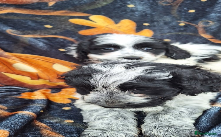 Poochon dogs - Advert 1