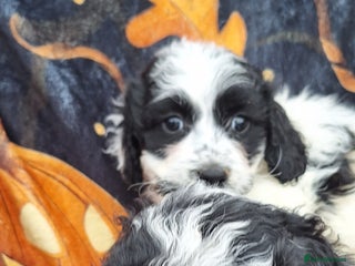 Poochon dogs - Advert 1