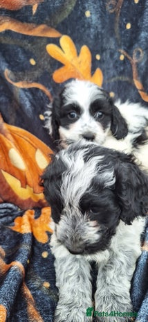 Poochon dogs - Advert 3