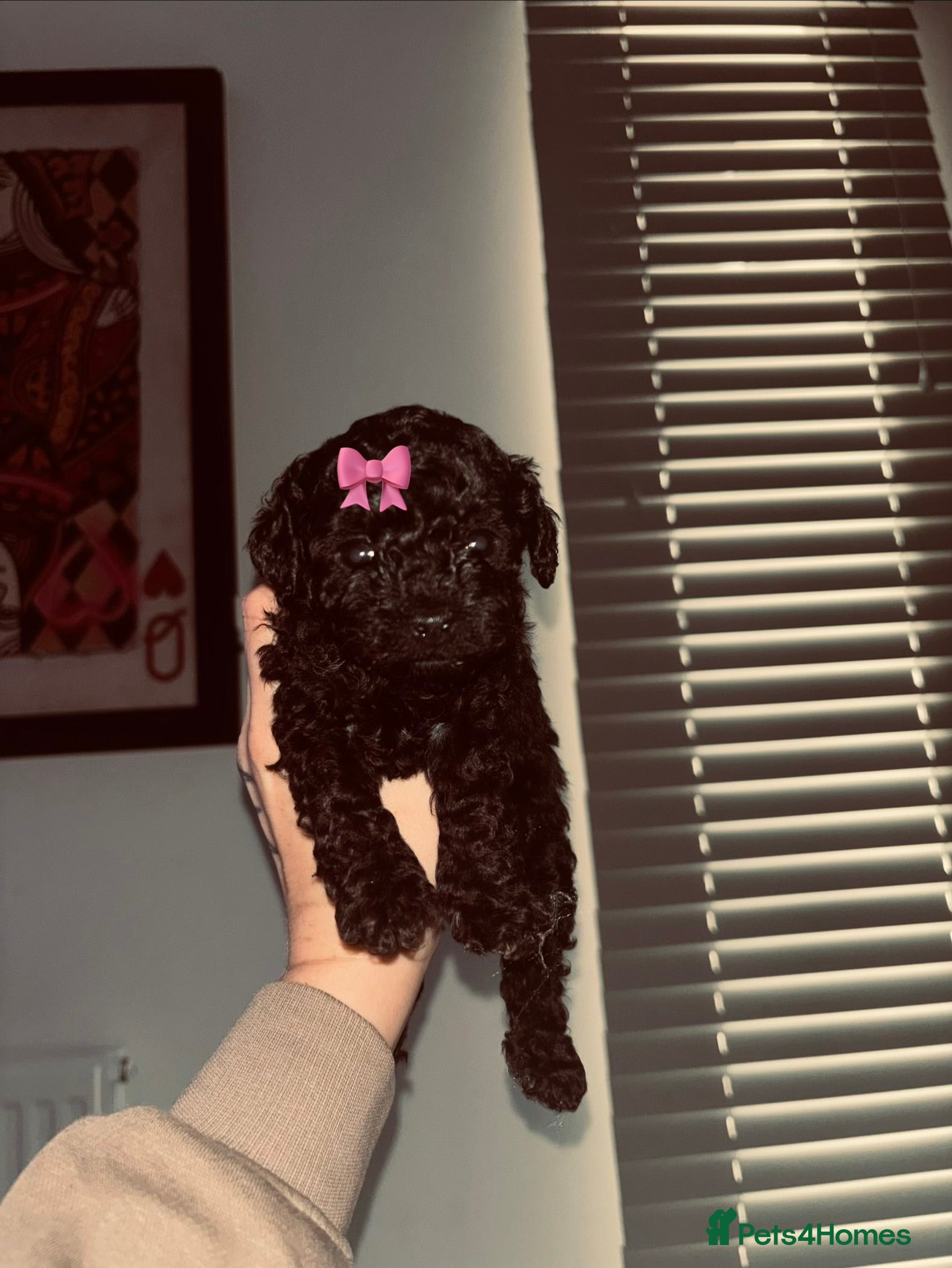 Cavapoo dogs F1bb Tiny Toy Cavapoo 💙💚💓  - Advert 10