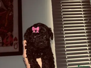 Cavapoo dogs F1bb Tiny Toy Cavapoo 💙💚💓 - Advert 10