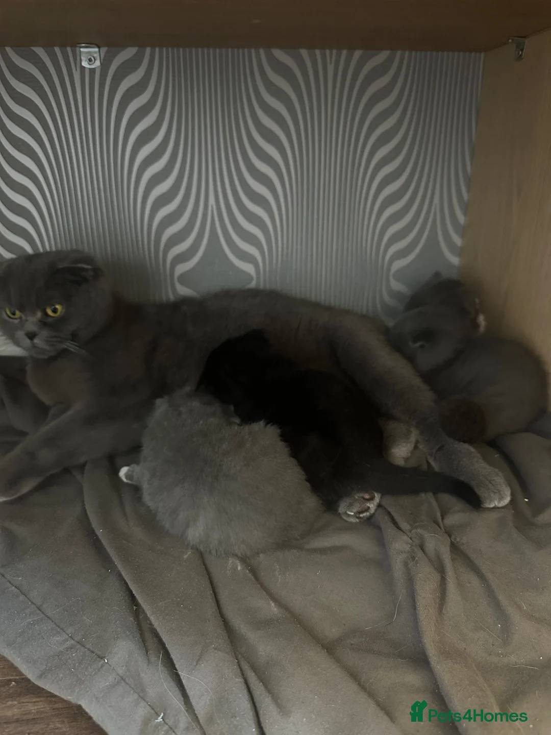 Scottish Fold cats for sale: 4 adorable folds  - Advert 7