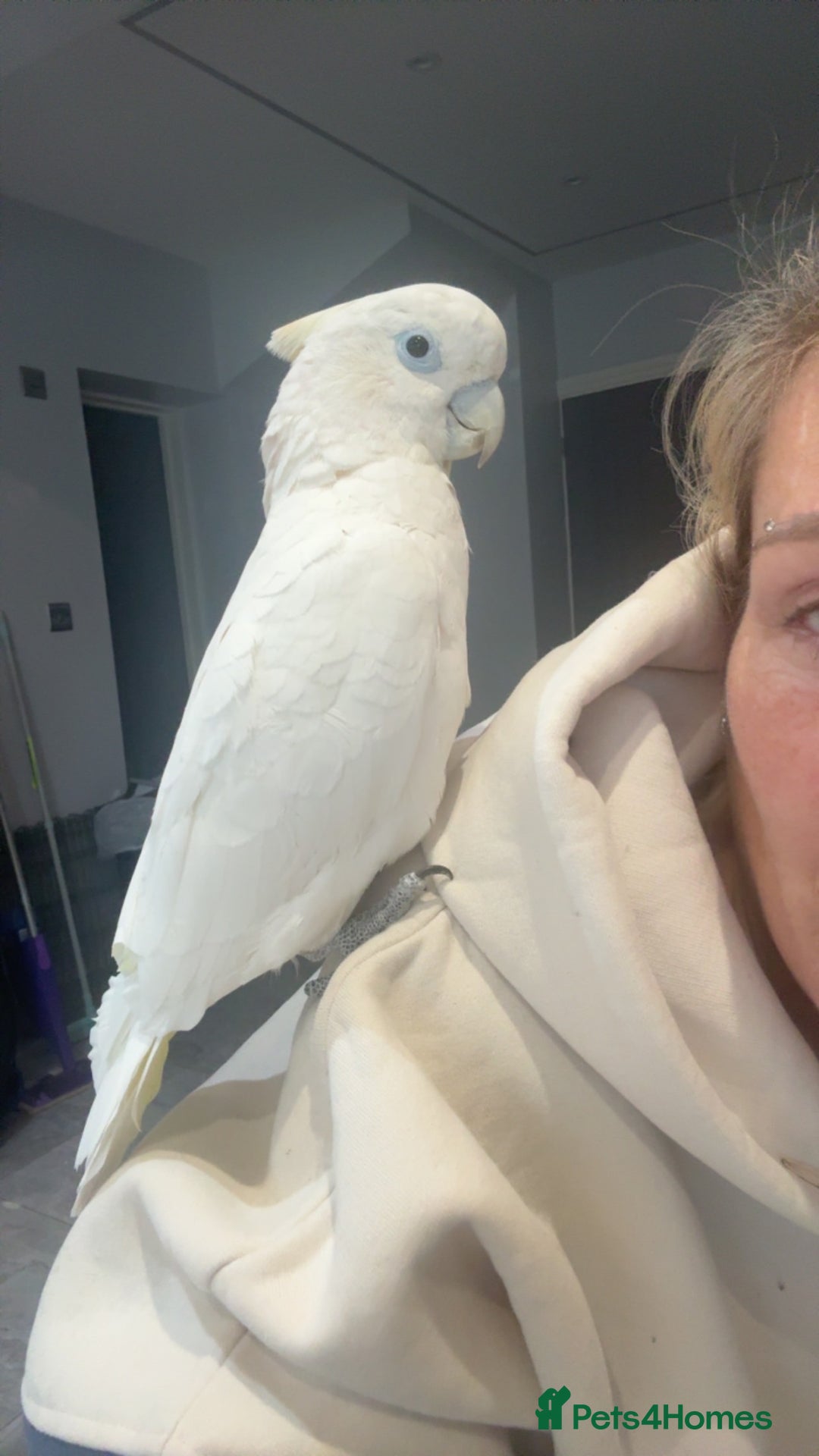 Cockatoo birds for sale: Raya  - Advert 1