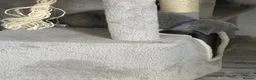 Brazilian Shorthair cats for sale: pure British shorthair from 5 generations  - Advert 5