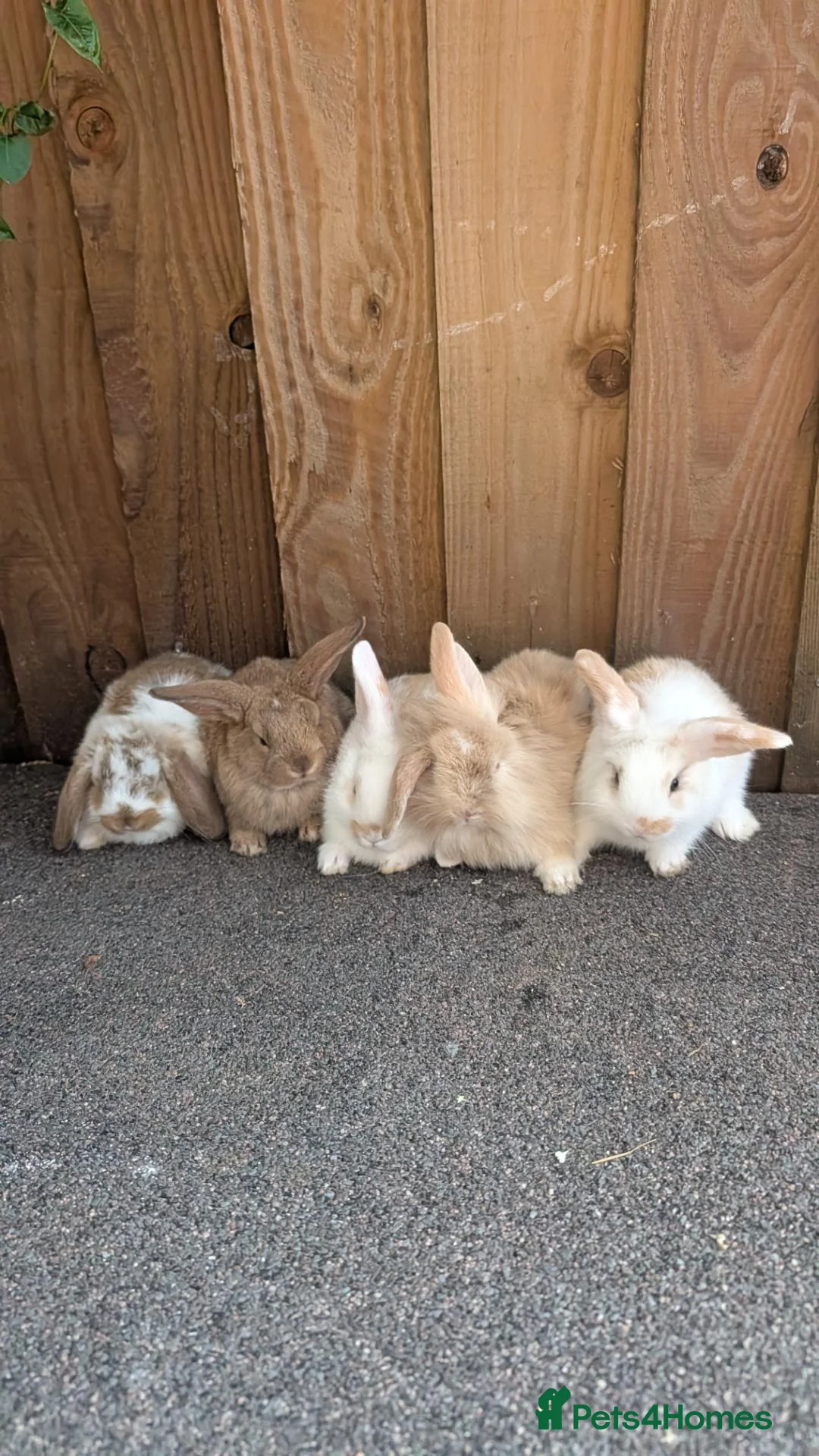 Mini Lion Lop rabbits for sale: Lion lops for sale VERY FRIENDLY  - Advert 4