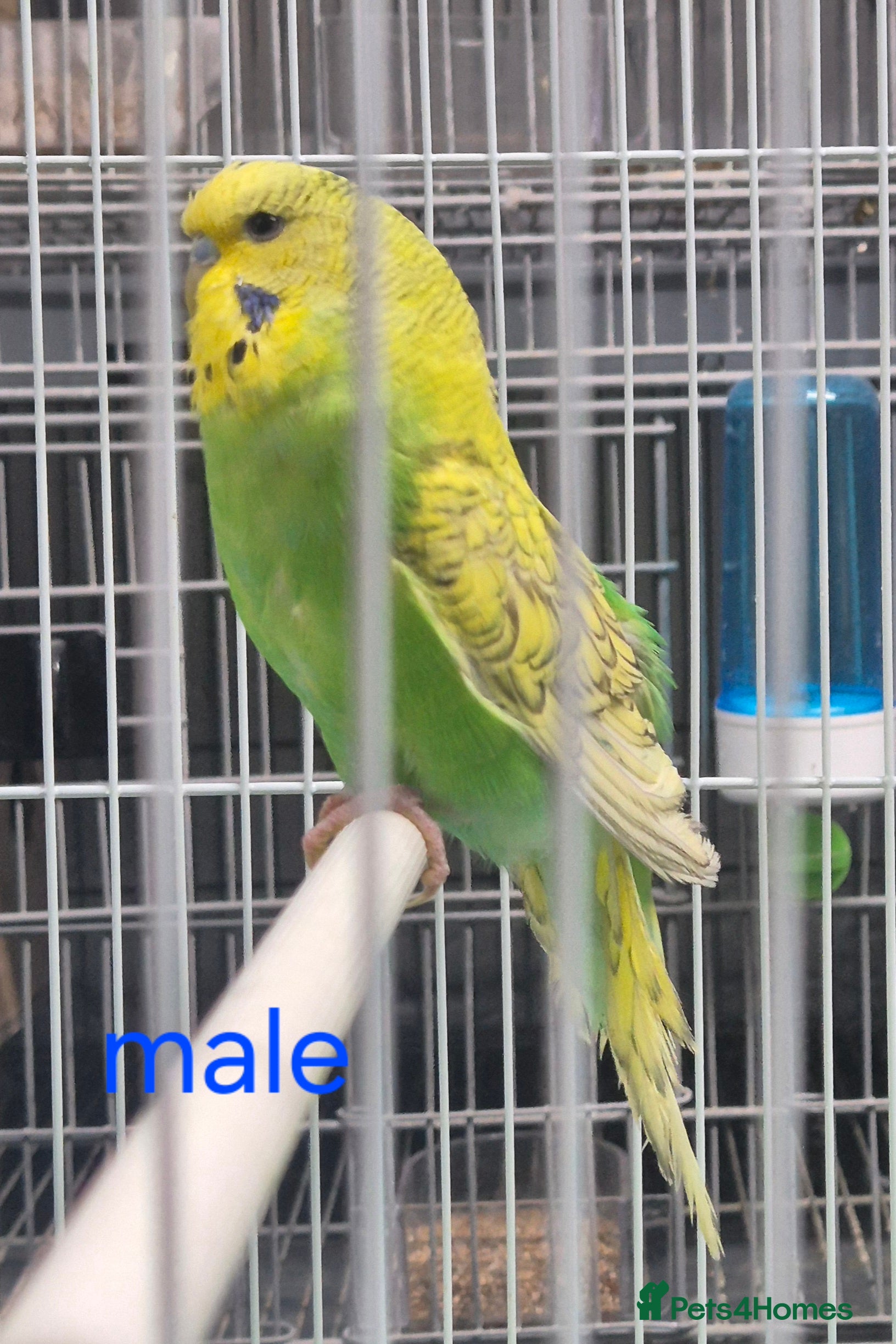 Budgerigars birds Budgies available for new homes - Advert 16
