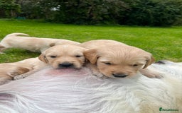 Golden Retriever dogs for sale: Golden retriever puppies - Image 6