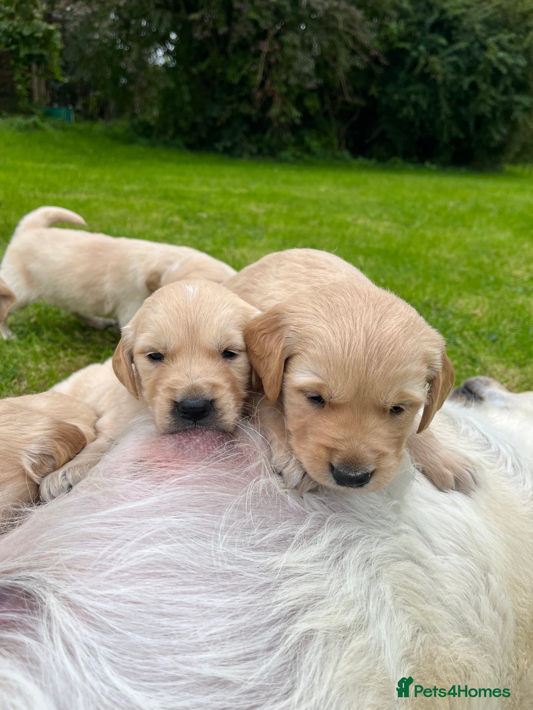Golden Retriever dogs for sale: Golden retriever puppies - Image 6