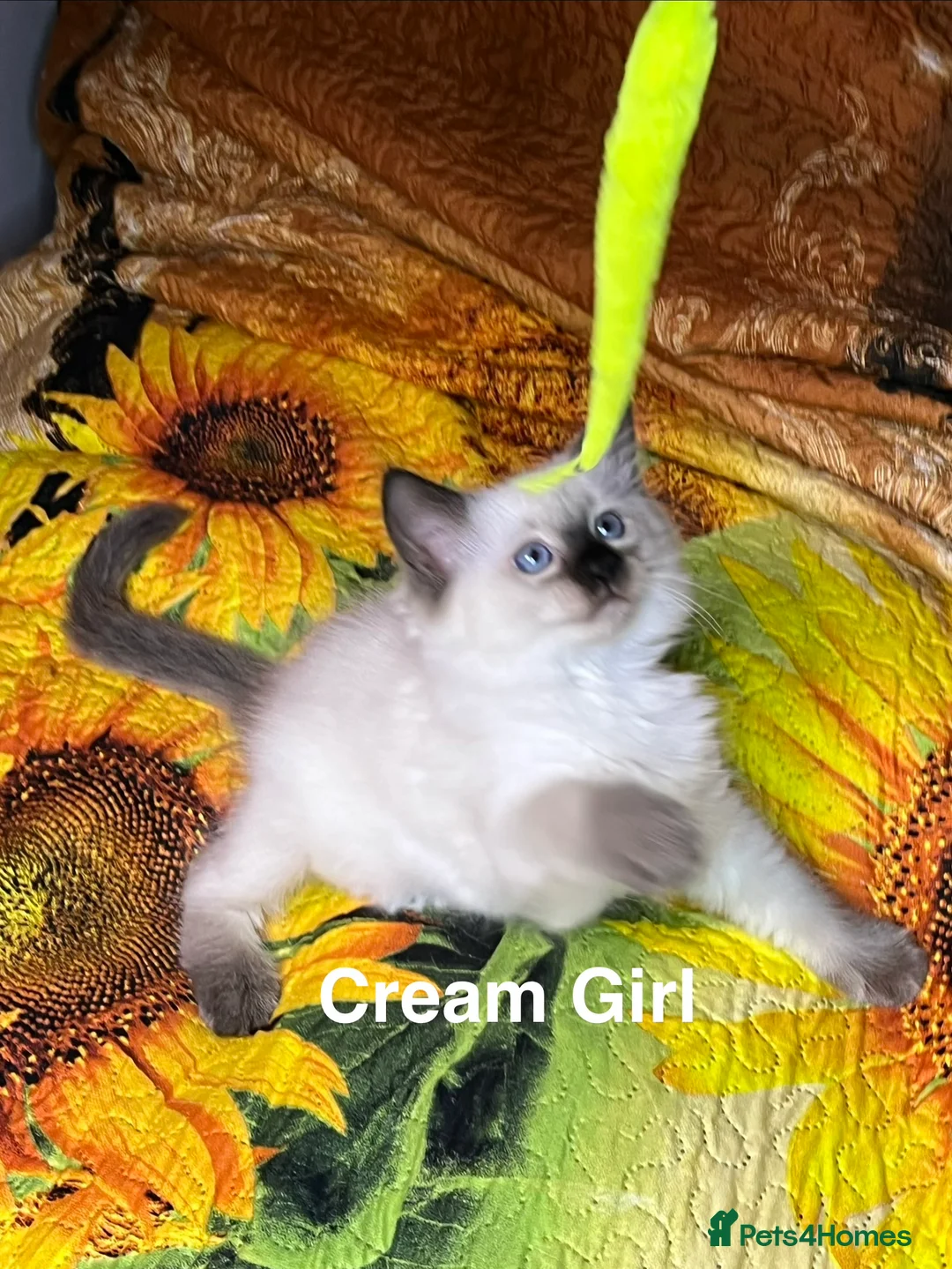 Ragdoll cats for sale: 💖Fabulous Pure Ragdoll Kittens Waiting for Love❤️ - Advert 2