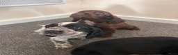 Cocker Spaniel dogs for sale: Show cocker spaniel puppies  - Advert 21