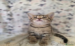 Maine Coon cats for sale: Maine coon x kittens - Image 10