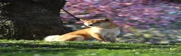 Japanese Shiba Inu dogs for sale: Kc registered Shiba Inu  - Advert 4