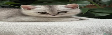 British Shorthair 2