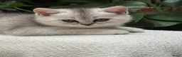 British Shorthair cats for sale: 4 british shorthair kittens in Ruislip - Advert 3