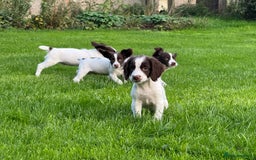 English Springer Spaniel dogs for sale: READY TO GO KC REG ESS PUPPIES - Image 10
