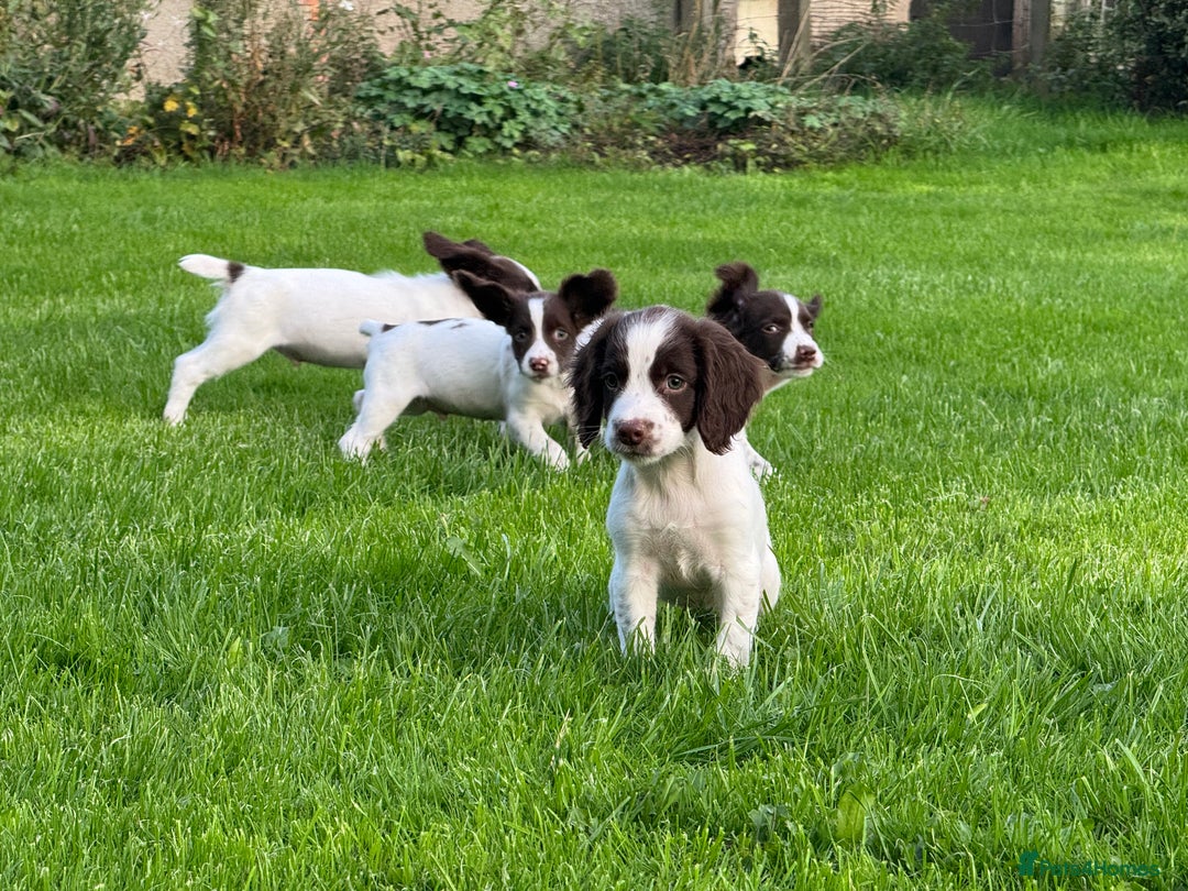 English Springer Spaniel dogs for sale: READY TO GO KC REG ESS PUPPIES - Image 10