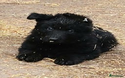 German Shepherd dogs for sale: Ready Now Beautiful Big Long Coated GSD Puppies - Image 11
