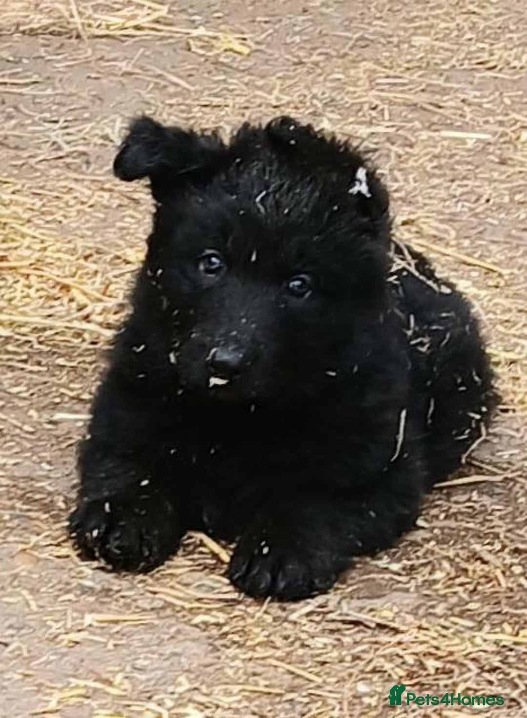 German Shepherd dogs for sale: Ready Now Beautiful Big Long Coated GSD Puppies - Image 11