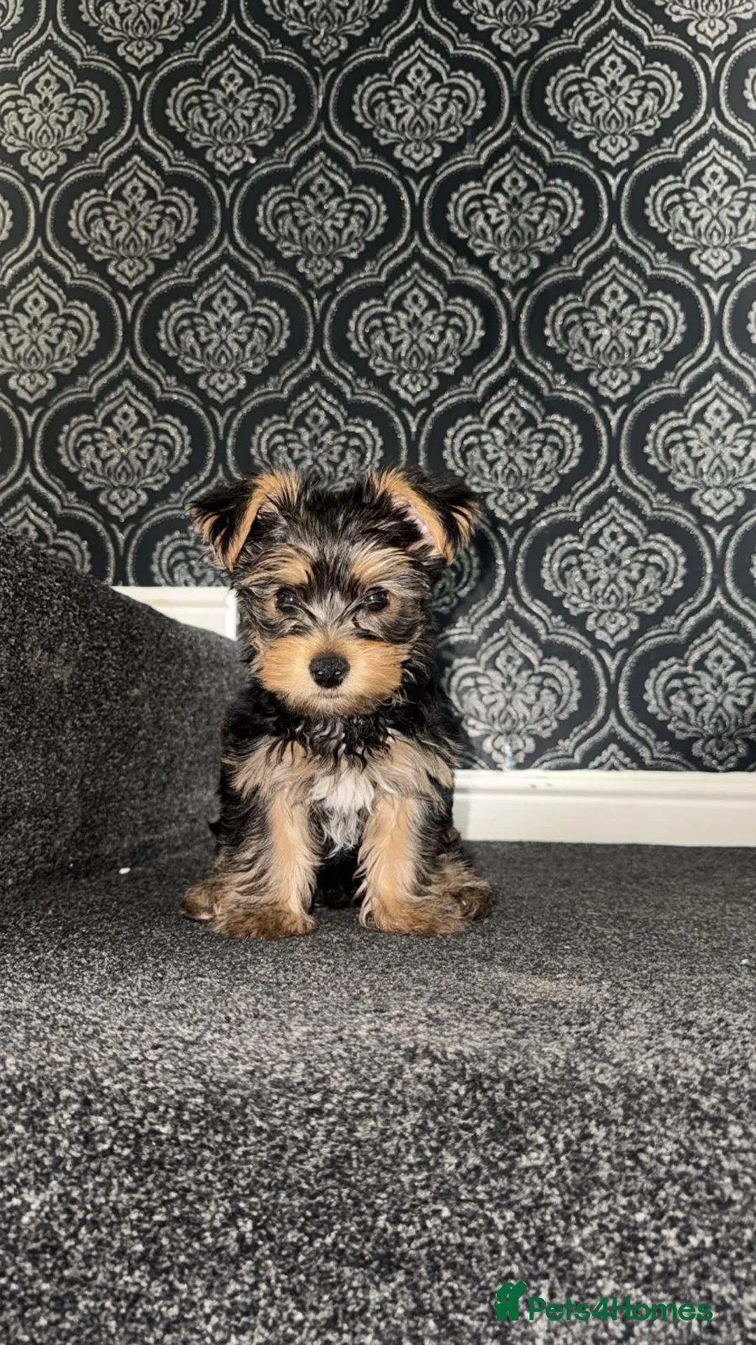 Yorkshire Terrier dogs for sale: Yorkshire terrier  - Advert 2